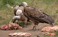 Gyps himalayensis - Himalayan Griffon