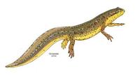 Image of: Notophthalmus viridescens (eastern newt)