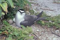 Sterna lunata - Grey-backed Tern