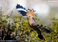 Upupa epops - Eurasian Hoopoe