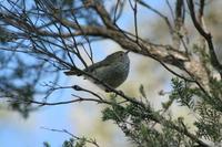 Acanthiza lineata - Striated Thornbill