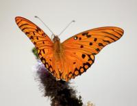 Image of: Agraulis vanillae (gulf fritillary)