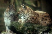 Lynx lynx - Eurasian Lynx