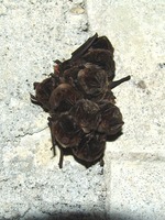 Barbastella barbastellus - Barbastrelle