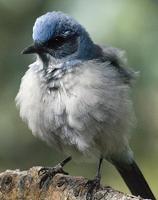 Image of: Aphelocoma californica (western scrub jay)