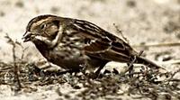 Image of: Calcarius lapponicus (Lapland longspur)