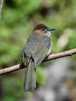 Image of: Hemixos flavala (ashy bulbul)