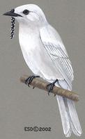 Image of: Procnias albus (white bellbird)