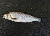 Leuciscus leuciscus - Common Dace