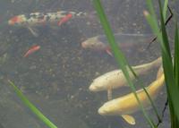 Image of: Cyprinus carpio (common carp)