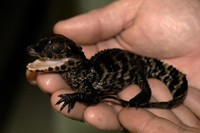 Paleosuchus palpebrosus - Cuvier's Smooth-fronted Caiman