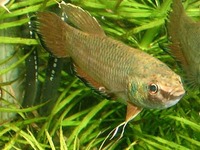 Betta sp.