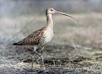 Eurasian Curlew - Numenius arquata