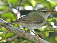 Ijima's Leaf Warbler - Phylloscopus ijimae