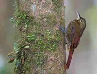 Spotted Woodcreeper (Xiphorhynchus erythropygius) photo