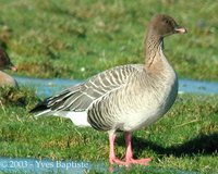 Pink-footed Goose - Anser brachyrhynchus