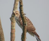 Red-shouldered Hawk - Buteo lineatus