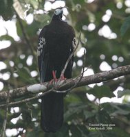 Trinidad Piping-Guan - Pipile pipile