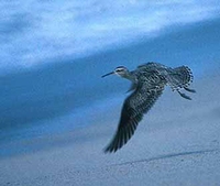 Little Curlew - Numenius minutus