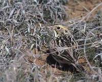 Baird's Sparrow (Ammodramus bairdii) photo