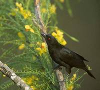 Bronzed Cowbird (Molothrus aeneus) photo