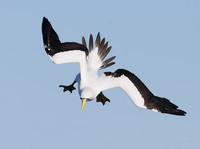 Masked Booby (Sula dactylatra) photo