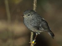 New Zealand Robin (Petroica australis) photo