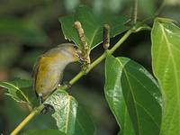 Yellow-throated Euphonia (Euphonia hirundinacea) photo