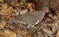 Partridge Pigeon - Geophaps smithii