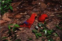 Red Lory - Eos bornea