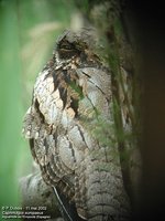 Eurasian Nightjar - Caprimulgus europaeus