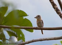 Striolated Puffbird - Nystalus striolatus