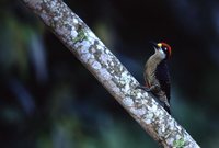 Black-cheeked Woodpecker - Melanerpes pucherani