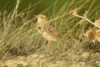 Tawny Pipit - Anthus campestris