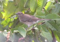 Scaly-breasted Thrasher - Allenia fusca