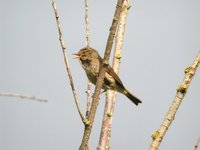 Common Chiffchaff - Phylloscopus collybita