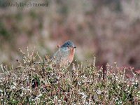 Dartford Warbler - Sylvia undata