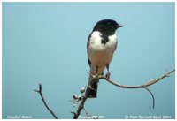 Hooded Robin - Melanodryas cucullata