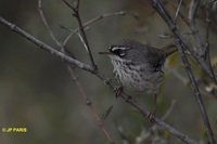 White-browed Scrubwren - Sericornis frontalis