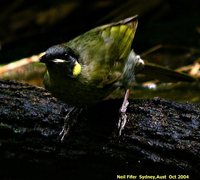 Lewin's Honeyeater - Meliphaga lewinii