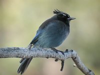 Steller's Jay - Cyanocitta stelleri