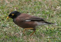 Common Myna - Acridotheres tristis