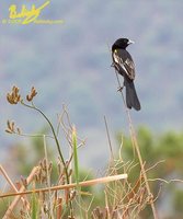 White-winged Widowbird - Euplectes albonotatus