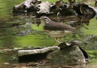 Louisiana Waterthrush - Seiurus motacilla