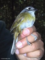 Common Bush-Tanager - Chlorospingus ophthalmicus