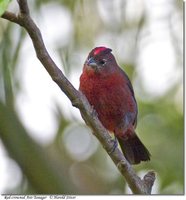 Red-crested Finch - Coryphospingus cucullatus