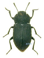 고려거저리 - Gonocephalum coriaceum