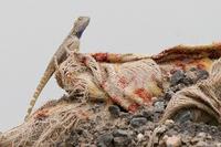 Blue-throated Lizard