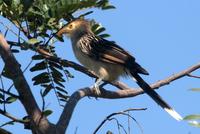 Guira  cuckoo   -   Guira  guira   -   Cuculo  guira