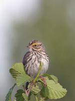 Savannah Sparrow